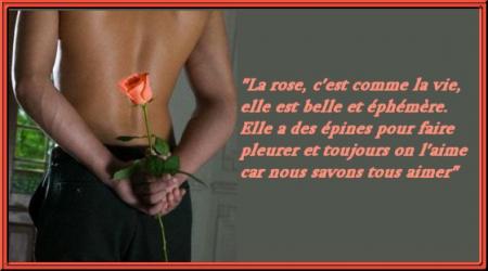 la rose